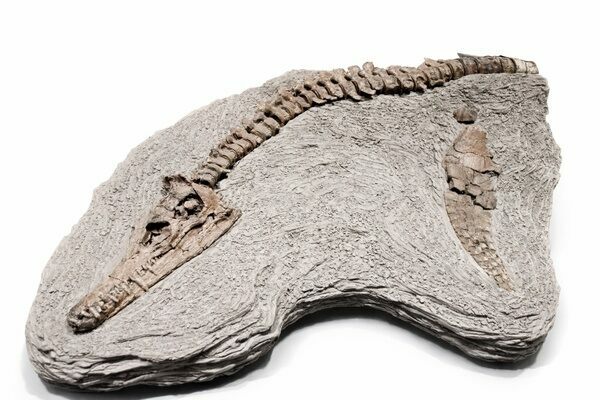 Long-necked elasmosaurid plesiosaur (Edgarosaurus muddi) fossil showing the head, neck, and flipper from Carbon County, Montana.